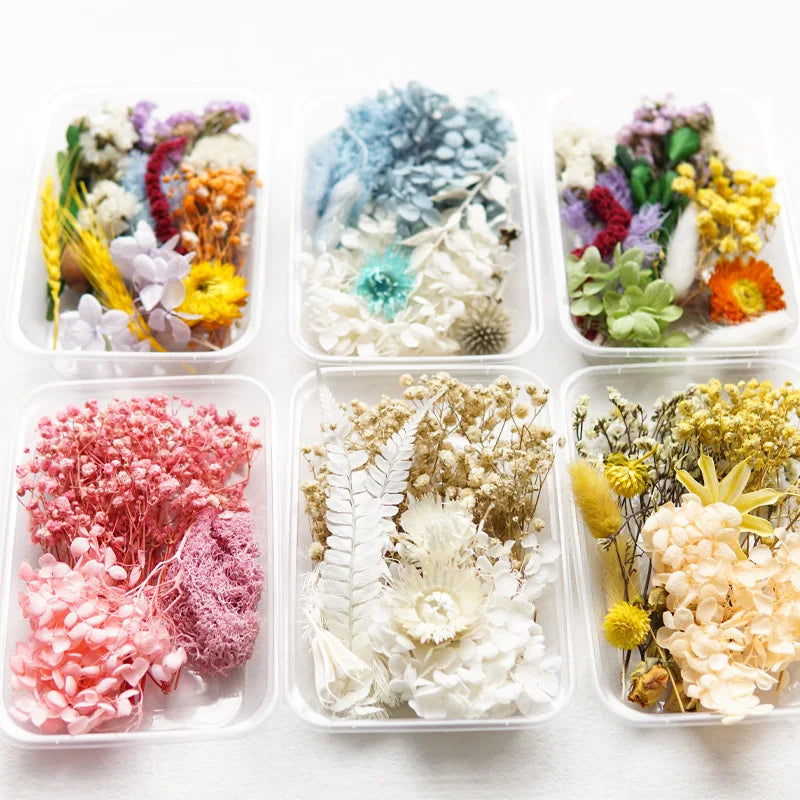 1box Natural Dried Flowers